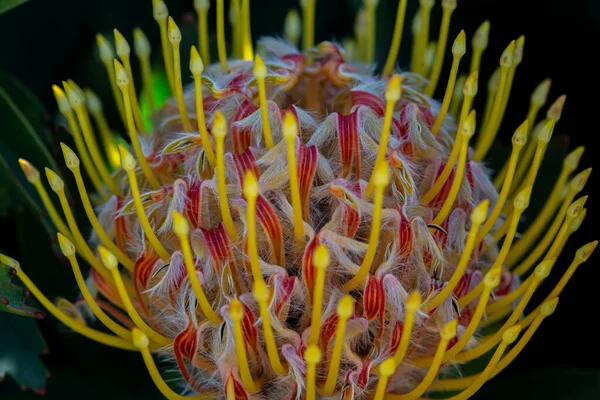 Pincushion Flower Close Seup Detail Dark Background — стоковое фото