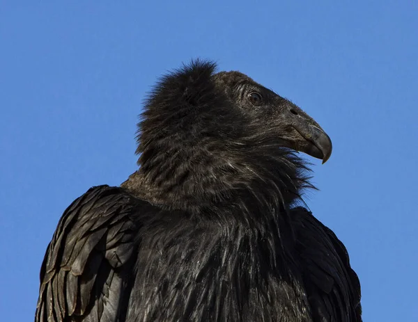 Condor Juvenil Califórnia Natureza — Fotografia de Stock