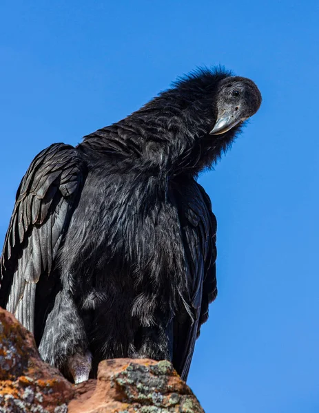 Olhar Humilde Por Juvenile California Condor Natureza — Fotografia de Stock