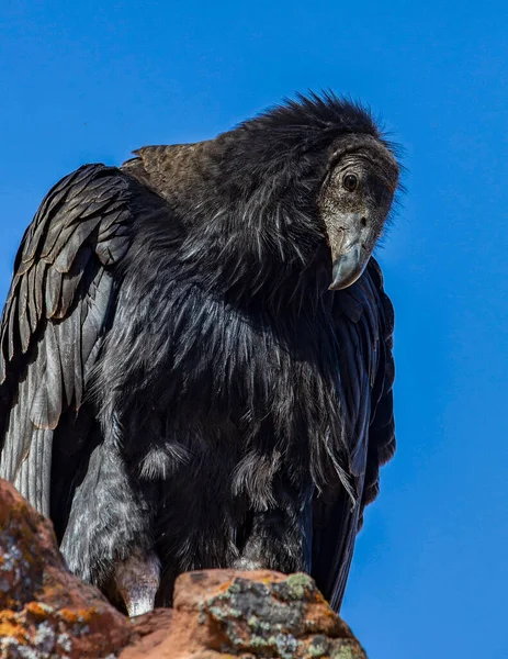Condor Juvenil Califórnia Natureza — Fotografia de Stock