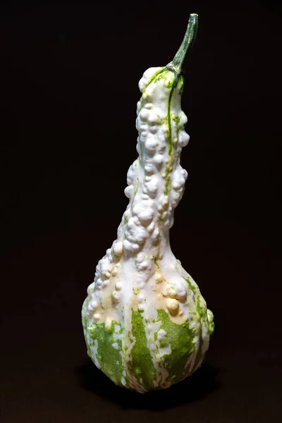 Intressant Ser Gourd Växt Mörk Bakgrund — Stockfoto