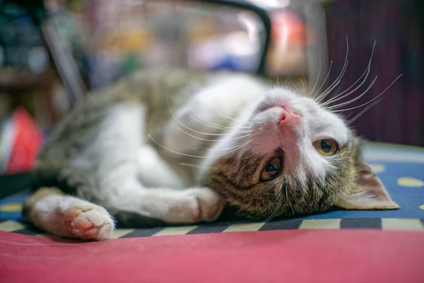 Pequeño Gato Doméstico Acostado Sobre Una Almohada Roja Azul Cerca — Foto de Stock