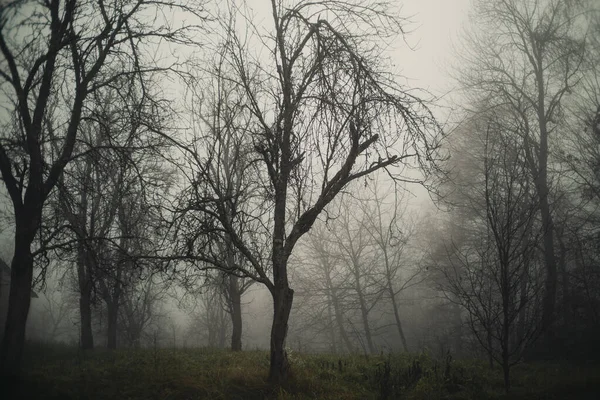 Bosque Cubierto Niebla Espeluznante Otoño —  Fotos de Stock