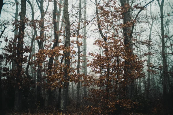Bosque Cubierto Niebla Espeluznante Otoño —  Fotos de Stock