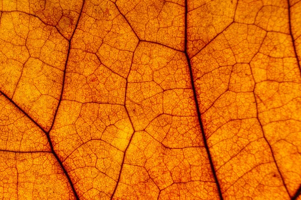 バックライト付きオレンジの葉マクロテクスチャ 濃いオレンジの葉の背景 — ストック写真