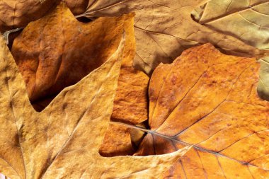 Sonbahar kuru yaprakları. En az sonbahar arkaplanı