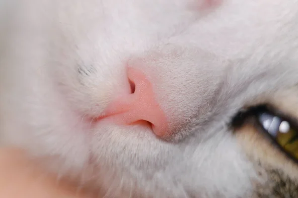 Pink cat nose close up
