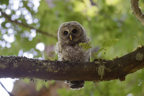 Close-up of a baby Barred Owl, perched on a branch in the forest.