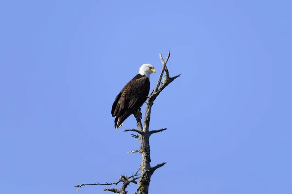 A majestic adult American Bald Eagle perched at the top of a dead tree photographed on Vancouver Island, Canada.  