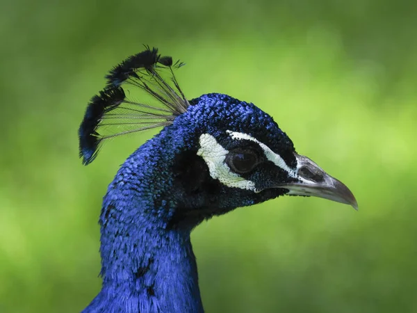 A close-up portrait or headshot of a peacock showing vivid detail on the feathers and eye with a completely blurred green background.