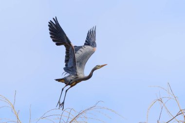 A Great Blue Heron, flying, against a blue sky background.