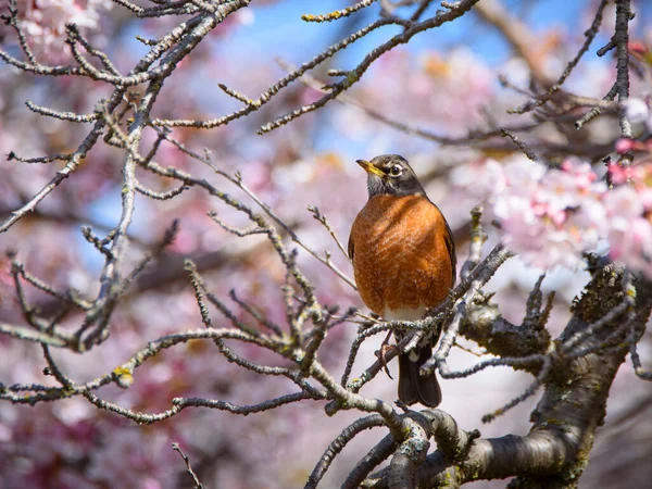 An American robin perched in a cherry tree surrounded by blossoms.