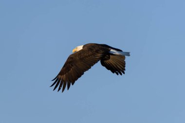 An American Bald Eagle in-flight with a bright blue sky.