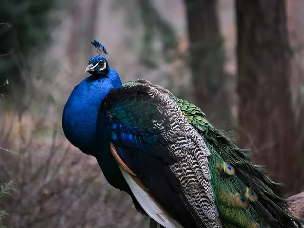 Close-up portrait of a beautiful Peacock in Beacon Hill Park, Victoria, British Columbia, Canada.