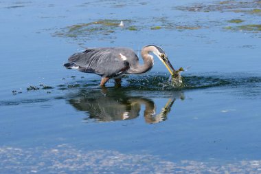 A Great Blue Heron (Ardea herodias) with freshly caught Midshipman fish in its beak standing in the shallow water of Esquimalt Lagoon Migratory Bird Sanctuary in Victoria, British Columbia, Canada.