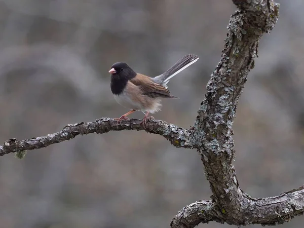 A male Oregon Junco perched on a lichen-covered branch with a blurred background.