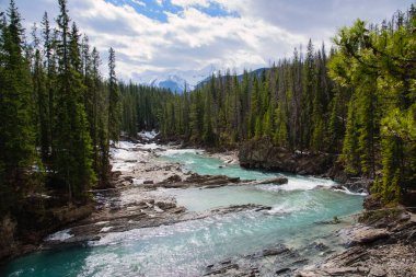 A glacial river runs through a pristine forest towards distant snow-peaked mountains in Yoho National Park, British Columbia. 