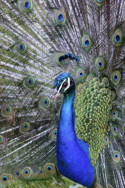 A beautiful peacock displaying his tail feathers in Beacon Hill Park, Victoria, Canada.