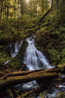 A small waterfall cascades down a lush forested hill with the sun peaking through the trees in Goldstream Park, Victoria, British Columbia, Canada.