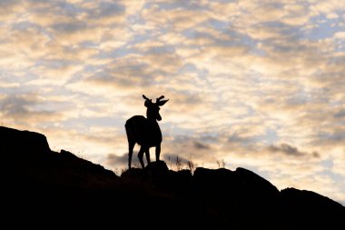 A silhouette of a deer on a mountain ridge with a soft sunset sky in the background.
