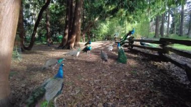 A large group of peafowl (peacocks and peahens) in Beacon Hill Park, Victoria, British Columbia, Canada.