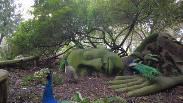 Two Peacocks Circle Each Other Rain Background Mossy Lady Statue — Vídeo de stock