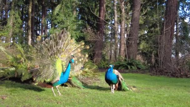 Young Indian Peacock Practices His Mating Dance Beacon Hill Park — 비디오