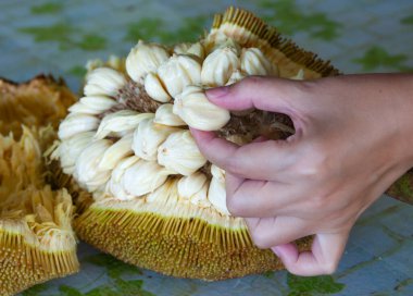 Borneo Malezya 'nın Tarap meyvelerini elle topluyorum. Asya meyve kavramı.