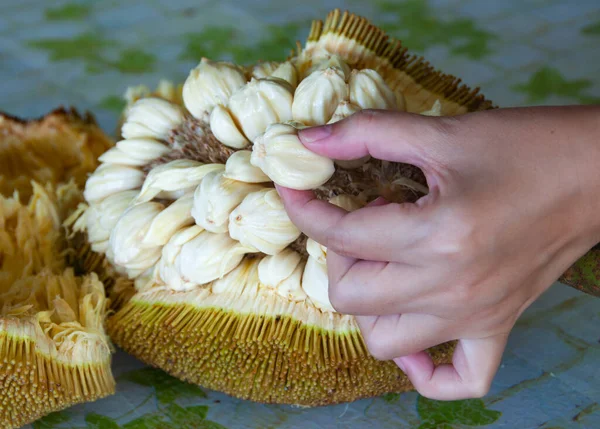 Borneo Malezya 'nın Tarap meyvelerini elle topluyorum. Asya meyve kavramı.