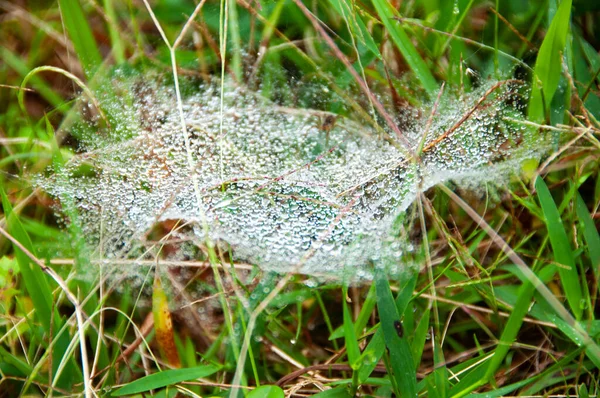 Nasses Spinnennetz Mit Grünem Grashintergrund Naturkonzept — Stockfoto