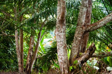 Metin veya alıntı için özelleştirilebilir alanı olan ağaç resimleri. Doğa kavramı ve kopyalama alanı