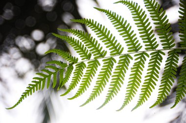 Palm leaf with space customizable for text and ideas for religion quotes.