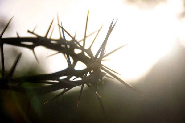 Crown Thorns Customizable Space Christian Quotes Copy Space Christianity Concept — Stockfoto