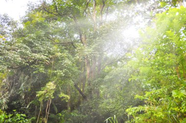 Nature beauty with bright shining light background. Nature concept.