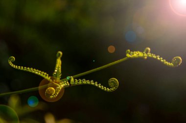 Bulanık bahçeli yeşil yaprağın doğa manzarası. Boşluk ve doğa kavramını kopyala