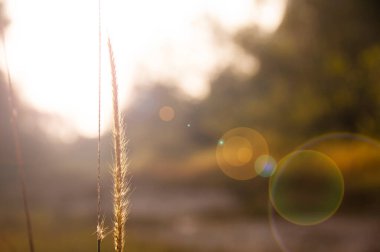 Eskimiş renk arkaplanlı kahverengi yaprak manzarası. Boşluk ve doğa kavramını kopyala