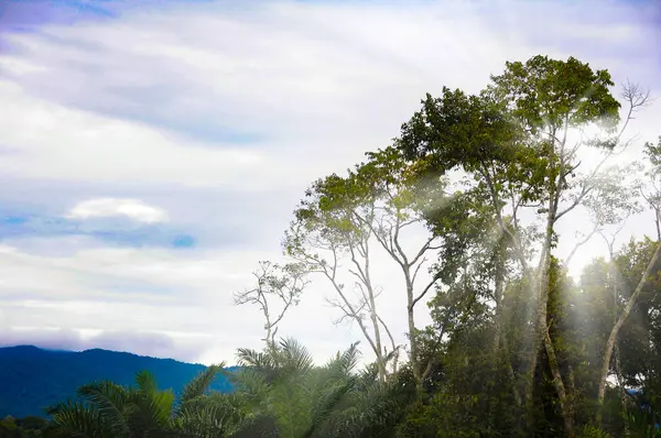 Прекрасная Вспышка Сияющего Солнечного Света Деревьям Концепция Красоты Природы — стоковое фото