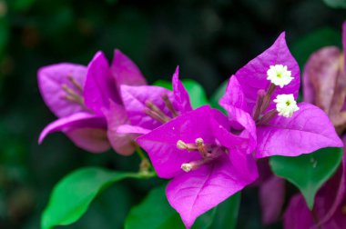 Bougainvillea çiçeğinin yakın görüntüsü. Flora konsepti.