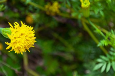 Metin için özelleştirilebilir alanla sarı çiçek açmak üzereyim.