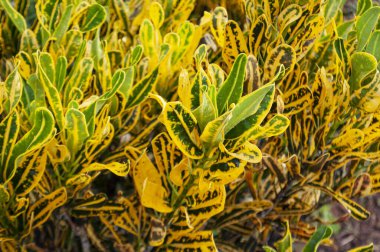 Metin veya alıntı için özelleştirilebilir alanı olan sarı yaprak.