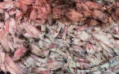 Mürekkep balıklarının üst görünümü ıslak pazarda.