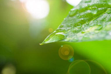 Güzel su damlalarını, yağmurlu bir günün ardından parlak bir sabah ışığıyla yaprağın üzerine damlatın..