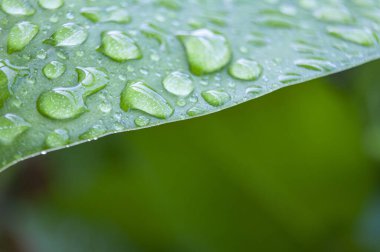 Güzel su damlalarını yağmurdan sonra yaprağın üzerine damlatın