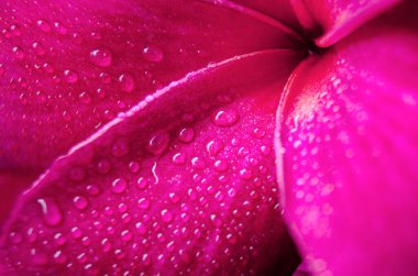 Close up of Zen flower with water droplets. clipart