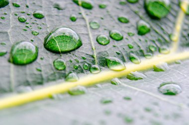 Yaprak damarlar çok yakın planda, küçük damlacıklar karmaşık damar şekillerini vurguluyor..