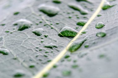 Fallen Leaf on the ground, soaked in rainwater, creating a serene and earthy composition. clipart