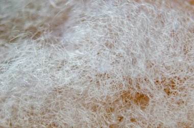 Duvar kağıdı veya arkaplan tasarımı için uygun beyaz pamuğu kapat.