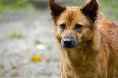 Düşünceli ve tetikte Altın Köpek Yağmurun Altında Dışarıda Duruyor