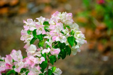 Beyaz Bougainvillea 'nın Sonsuz Görkemi 