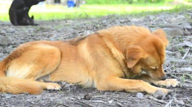 Doğada Dinlenen Sakin ve Dikkatli Altın Köpek. Yüksek kaliteli FullHD görüntüler